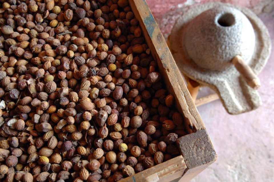 4 Things You Should Know About Argan Oil | Radiant Life Blog