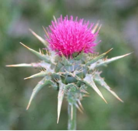 Benefits of Supplementing with Milk Thistle