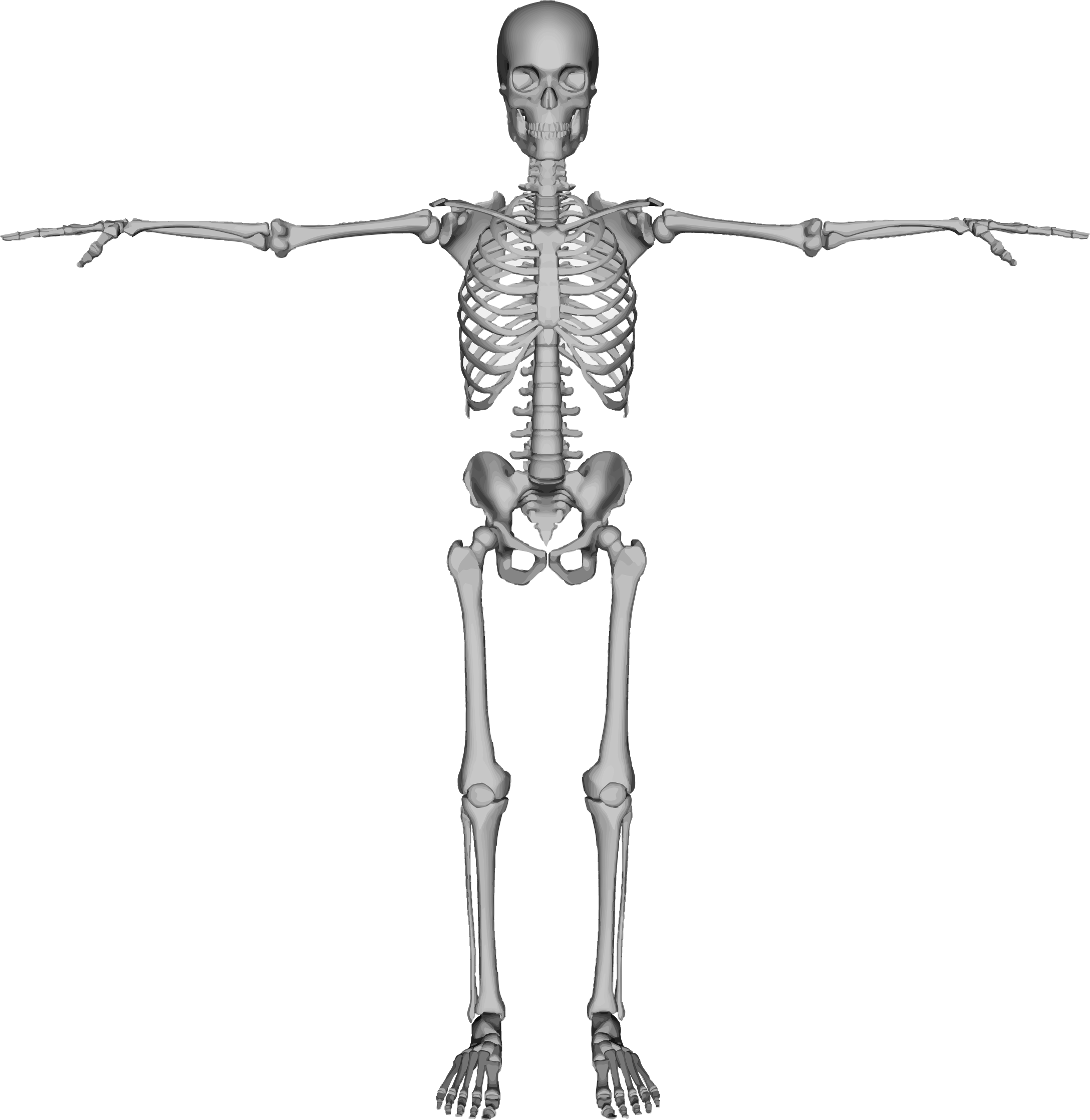 Skeleton-Calcium-Bones.png